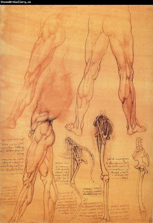 LEONARDO da Vinci Muscles and bone of leg and Hufte